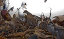 Partridge, duck, northern ontario birds