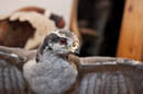Eagle