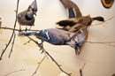 Blue Jay