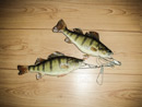 Fish Mount 8