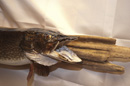 Fish Mount 3