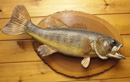 Fish Mount 5