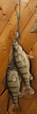 Fish Mount 6