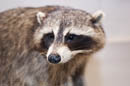 Quality raccoon mount