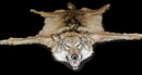 Wolf rug